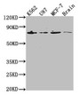 Western Blot, Positive WB detected in: K562 whole cell lysate, U87 whole cell lysate, MCF-7 whole cell lysate, Rat brain tissue, All lanes: LMNA antibody at 1:2000, Secondary, Goat polyclonal to rabbit IgG at 1/50000 dilution, Predicted band size: 75, 66, 71, 64, 63, 70 kDa, Observed band size: 75 kDa