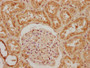 IHC image of CAC15783 diluted at 1:200 and staining in paraffin-embedded human kidney tissue performed on a Leica BondTM system. After dewaxing and hydration, antigen retrieval was mediated by high pressure in a citrate buffer (pH 6.0). Section was blocked with 10% normal goat serum 30min at RT. Then primary antibody (1% BSA) was incubated at 4°C overnight. The primary is detected by a biotinylated secondary antibody and visualized using an HRP conjugated SP system.