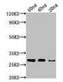 Western Blot, Positive WB detected in Recombinant protein, All lanes: nef antibody at 1:1000, Secondary, Goat polyclonal to rabbit IgG at 1/50000 dilution, Predicted band size: 28 kDa, Observed band size: 28 kDa