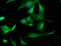 Immunofluorescence staining of U251 cells with CAC15793 at 1:173, counter-stained with DAPI. The cells were fixed in 4% formaldehyde, permeabilized using 0.2% Triton X-100 and blocked in 10% normal Goat Serum. The cells were then incubated with the antibody overnight at 4°C. The secondary antibody was Alexa Fluor 488-congugated AffiniPure Goat Anti-Rabbit IgG(H+L).
