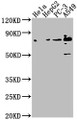 Western Blot, Positive WB detected in: Hela whole cell lysate, HepG2 whole cell lysate, PC-3 whole cell lysate, A549 whole cell lysate, All lanes: TNS4 antibody at 1:1000, Secondary, Goat polyclonal to rabbit IgG at 1/50000 dilution, Predicted band size: 77 kDa, Observed band size: 77 kDa