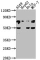 Western Blot, Positive WB detected in: A549 whole cell lysate, HepG2 whole cell lysate, Hela whole cell lysate, MCF-7 whole cell lysate, All lanes: LEO1 antibody at 1:2000, Secondary, Goat polyclonal to rabbit IgG at 1/50000 dilution, Predicted band size: 76, 69 kDa, Observed band size: 76 kDa