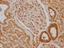 IHC image of CAC15802 diluted at 1:640 and staining in paraffin-embedded human kidney tissue performed on a Leica BondTM system. After dewaxing and hydration, antigen retrieval was mediated by high pressure in a citrate buffer (pH 6.0). Section was blocked with 10% normal goat serum 30min at RT. Then primary antibody (1% BSA) was incubated at 4°C overnight. The primary is detected by a biotinylated secondary antibody and visualized using an HRP conjugated SP system.
