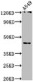 Western Blot, Positive WB detected in: A549 whole cell lysate, All lanes: AIFM2 antibody at 1:1000, Secondary, Goat polyclonal to rabbit IgG at 1/50000 dilution, Predicted band size: 41, 37 kDa, Observed band size: 41 kDa