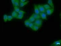 Immunofluorescence staining of Hela cells with CAC15809 at 1:50, counter-stained with DAPI. The cells were fixed in 4% formaldehyde, permeabilized using 0.2% Triton X-100 and blocked in 10% normal Goat Serum. The cells were then incubated with the antibody overnight at 4°C. The secondary antibody was Alexa Fluor 488-congugated AffiniPure Goat Anti-Rabbit IgG(H+L).