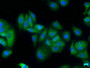 Immunofluorescence staining of HepG2 cells with CAC15818 at 1:50, counter-stained with DAPI. The cells were fixed in 4% formaldehyde, permeabilized using 0.2% Triton X-100 and blocked in 10% normal Goat Serum. The cells were then incubated with the antibody overnight at 4°C. The secondary antibody was Alexa Fluor 488-congugated AffiniPure Goat Anti-Rabbit IgG(H+L).