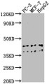 Western Blot, Positive WB detected in: PC-3 whole cell lysate, MCF-7 whole cell lysate, HepG2 whole cell lysate, All lanes: RHBDD3 antibody at 1:1000, Secondary, Goat polyclonal to rabbit IgG at 1/50000 dilution, Predicted band size: 41 kDa, Observed band size: 41 kDa
