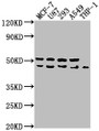Western Blot, Positive WB detected in: MCF-7 whole cell lysate, U87 whole cell lysate, 293 whole cell lysate, A549 whole cell lysate, THP-1 whole cell lysate, All lanes: WDR73 antibody at 1:1000, Secondary, Goat polyclonal to rabbit IgG at 1/50000 dilution, Predicted band size: 42 kDa, Observed band size: 42 kDa
