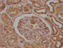 IHC image of CAC15826 diluted at 1:200 and staining in paraffin-embedded human kidney tissue performed on a Leica BondTM system. After dewaxing and hydration, antigen retrieval was mediated by high pressure in a citrate buffer (pH 6.0). Section was blocked with 10% normal goat serum 30min at RT. Then primary antibody (1% BSA) was incubated at 4°C overnight. The primary is detected by a biotinylated secondary antibody and visualized using an HRP conjugated SP system.