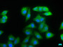 Immunofluorescence staining of Hela cells with CAC15826 at 1:66, counter-stained with DAPI. The cells were fixed in 4% formaldehyde, permeabilized using 0.2% Triton X-100 and blocked in 10% normal Goat Serum. The cells were then incubated with the antibody overnight at 4°C. The secondary antibody was Alexa Fluor 488-congugated AffiniPure Goat Anti-Rabbit IgG(H+L).
