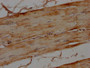 IHC image of CAC15836 diluted at 1:100 and staining in paraffin-embedded human skeletal muscle tissue performed on a Leica BondTM system. After dewaxing and hydration, antigen retrieval was mediated by high pressure in a citrate buffer (pH 6.0). Section was blocked with 10% normal goat serum 30min at RT. Then primary antibody (1% BSA) was incubated at 4°C overnight. The primary is detected by a biotinylated secondary antibody and visualized using an HRP conjugated SP system.