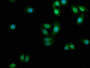 Immunofluorescence staining of HepG2 cells with CAC15845 at 1:100, counter-stained with DAPI. The cells were fixed in 4% formaldehyde, permeabilized using 0.2% Triton X-100 and blocked in 10% normal Goat Serum. The cells were then incubated with the antibody overnight at 4°C. The secondary antibody was Alexa Fluor 488-congugated AffiniPure Goat Anti-Rabbit IgG(H+L).