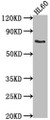 Western Blot, Positive WB detected in: HL60 whole cell lysate, All lanes: LRIT1 antibody at 1:2000, Secondary, Goat polyclonal to rabbit IgG at 1/50000 dilution, Predicted band size: 69 kDa, Observed band size: 69 kDa