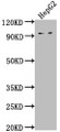 Western Blot, Positive WB detected in: HepG2 whole cell lysate, All lanes: AVIL antibody at 1:2000, Secondary, Goat polyclonal to rabbit IgG at 1/50000 dilution, Predicted band size: 93, 92 kDa, Observed band size: 93 kDa