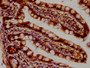 IHC image of CAC15855 diluted at 1:400 and staining in paraffin-embedded human small intestine tissue performed on a Leica BondTM system. After dewaxing and hydration, antigen retrieval was mediated by high pressure in a citrate buffer (pH 6.0). Section was blocked with 10% normal goat serum 30min at RT. Then primary antibody (1% BSA) was incubated at 4°C overnight. The primary is detected by a biotinylated secondary antibody and visualized using an HRP conjugated SP system.