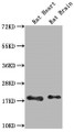 Western Blot, Positive WB detected in: Rat Heart tissue, Rat Brain tissue, All lanes: Fgf2 antibody at 1:1000, Secondary, Goat polyclonal to rabbit IgG at 1/50000 dilution, Predicted band size: 18 kDa, Observed band size: 18 kDa