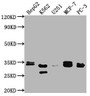 Western Blot, Positive WB detected in: HepG2 whole cell lysate, K562 whole cell lysate, U251 whole cell lysate, MCF-7 whole cell lysate, PC-3 whole cell lysate, All lanes: RPIA antibody at 1:2000, Secondary, Goat polyclonal to rabbit IgG at 1/50000 dilution, Predicted band size: 34 kDa, Observed band size: 33 kDa