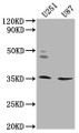 Western Blot, Positive WB detected in: U251 whole cell lysate, U87 whole cell lysate, All lanes: OR5K2 antibody at 1:2000, Secondary, Goat polyclonal to rabbit IgG at 1/50000 dilution, Predicted band size: 36 kDa, Observed band size: 36 kDa