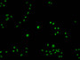 Immunofluorescence staining of Hela cells with CAC15893 at 1:100, counter-stained with DAPI. The cells were fixed in 4% formaldehyde and blocked in 10% normal Goat Serum. The cells were then incubated with the antibody overnight at 4°C. The secondary antibody was Alexa Fluor 488-congugated AffiniPure Goat Anti-Rabbit IgG(H+L).