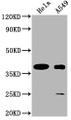 Western Blot, Positive WB detected in: Hela whole cell lysate, A549 whole cell lysate, All lanes: TAS2R7 antibody at 1:2000, Secondary, Goat polyclonal to rabbit IgG at 1/50000 dilution, Predicted band size: 37 kDa, Observed band size: 37 kDa