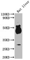 Western Blot, Positive WB detected in: Rat liver tissue, All lanes: Avpr1b antibody at 1:2000, Secondary, Goat polyclonal to rabbit IgG at 1/50000 dilution, Predicted band size: 48 kDa, Observed band size: 48 kDa
