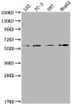 Western Blot, Positive WB detected in: L02 whole cell lysate, PC-3 whole cell lysate, U87 whole cell lysate, HepG2 whole cell lysate, All lanes: ICAM3 antibody at 1:2000, Secondary, Goat polyclonal to rabbit IgG at 1/50000 dilution, Predicted band size: 60 kDa, Observed band size: 60 kDa