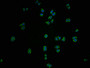 Immunofluorescence staining of PC3 cells with CAC15916 at 1:100, counter-stained with DAPI. The cells were fixed in 4% formaldehyde and blocked in 10% normal Goat Serum. The cells were then incubated with the antibody overnight at 4°C. The secondary antibody was Alexa Fluor 488-congugated AffiniPure Goat Anti-Rabbit IgG(H+L).