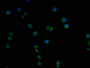 Immunofluorescence staining of A549 cells with CAC15919-IF at 1:100, counter-stained with DAPI. The cells were fixed in 4% formaldehyde and blocked in 10% normal Goat Serum. The cells were then incubated with the antibody overnight at 4°C. The secondary antibody was Alexa Fluor 488-congugated AffiniPure Goat Anti-Rabbit IgG(H+L).