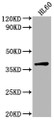 Western Blot, Positive WB detected in: HL60 whole cell lysate, All lanes: TCF19 antibody at 1:2000, Secondary, Goat polyclonal to rabbit IgG at 1/50000 dilution, Predicted band size: 38 kDa, Observed band size: 38 kDa
