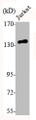 Western Blot analysis of Jurkat cells using N-cadherin Polyclonal Antibody