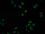 Immunofluorescence staining of HeLa cells with CAC15932 at 1:50, counter-stained with DAPI. The cells were fixed in 4% formaldehyde and blocked in 10% normal Goat Serum. The cells were then incubated with the antibody overnight at 4°C. Nuclear DNA was labeled in blue with DAPI. The secondary antibody was FITC-conjugated AffiniPure Goat Anti-Mouse IgG (H+L).