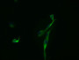 Immunofluorescence staining of U87 cells with CAC15940 at 1:100, counter-stained with DAPI. The cells were fixed in 4% formaldehyde and blocked in 10% normal Goat Serum. The cells were incubated with the antibody overnight at 4°C. Nuclear DNA was labeled in blue with DAPI. The secondary antibody was FITC-conjugated AffiniPure Goat Anti-Mouse IgG (H+L).