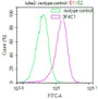Overlay Peak curve showing HepG2 cells stained with CAC15941 (red line) at 1:100. The cells were incubated in 10% normal goat serum to block non-specific protein-protein interactions followed by the antibody (1ug/1*106cells) for 1h at 4°C. The secondary antibody used was FITC-conjugated Goat Anti-Mouse IgG(H+L) at 1/100 dilution for 30min at 4°C. Isotype control antibody (green line) was mouse IgG1 (1ug/1*106cells) used under the same conditions. Acquisition of >10,000 events was performed.