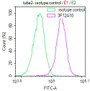 Overlay Peak curve showing HepG2 cells stained with CAC15942 (red line) at 1:100. The cells were incubated in 10% normal goat serum to block non-specific protein-protein interactions followed by the antibody (1ug/1*106cells) for 1h at 4°C. The secondary antibody used was FITC-conjugated Goat Anti-Mouse IgG(H+L) at 1/100 dilution for 30min at 4°C. Isotype control antibody (green line) was mouse IgG1 (1ug/1*106cells) used under the same conditions. Acquisition of >10,000 events was performed.