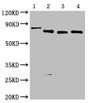 Western Blot, Positive WB detected in: 50ng Recombinant protein with Avi tag from E.coli, All lanes: Avi tag antibody at 1:2000, Secondary, Goat polyclonal to mouse IgG at 1/50000 dilution, Predicted band size: 81.2, 67, 66.9, 66.9 KDa, Observed band size: 82, 67, 67, 67KDa, Exposure time：5min