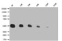 Western Blot, Positive WB detected in: 200ng recombinant protein with His tag, His antibody at 1:8w, 1:16w, 1:32w, 1:64w, 1:128w, 1:256w, Secondary, Goat polyclonal to mouse IgG at 1/50000 dilution, Predicted band size: 43.4 KDa, Observed band size: 43.4 KDa, Exposure time：5min