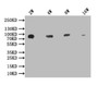 Western Blot, Positive WB detected in: 200ng recombinant protein with His tag, His antibody at 1:2w, 1:4w, 1:8w, 1:16w, 1:32w, 1:64w, Secondary, Goat polyclonal to mouse IgG at 1/50000 dilution, Predicted band size:62.5 KDa, Observed band size: 66 KDa, Exposure time：5min