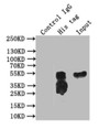 Immunoprecipitating His in 293 whole cell lysate transfected with His , Lane 1: control IgG instead of 2F4B5 in 293 whole cell lysate transfected with His., Lane 2: 2F4B5 antibody(2ug) + 293 whole cell lysate transfected with His (500ug) , Lane 3: 293 whole cell lysate transfected with His (5ug) , For western blotting, the blot was detected with 2F4B5 antibody at 1:10000, and a HRP-conjugated Protein G antibody was used as the secondary antibody at 1:50000