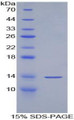 Figure 1. SDS-PAGE