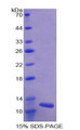 Figure 1. SDS-PAGE