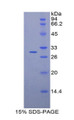 Figure 1. SDS-PAGE
