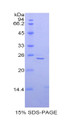 Figure 1. SDS-PAGE