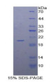 Figure 1. SDS-PAGE