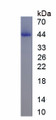 Figure 1. SDS-PAGE
