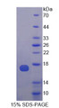 Figure 1. SDS-PAGE