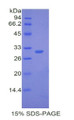 Figure 1. SDS-PAGE
