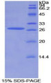 Figure 1. SDS-PAGE