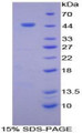 Figure 1. SDS-PAGE