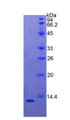 Figure 2. SDS-PAGE