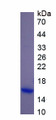 Figure 1. SDS-PAGE